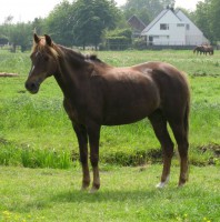 /album/fotos/bibelotgroot-1-jpg/